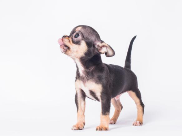 长沙CKU犬舍出售纯种健康吉娃娃 吉娃娃幼犬多少钱一只